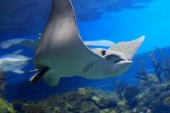 Indonésie - Croisière Bitung Sorong WALLACEA