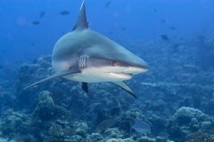 Djibouti - Croisière à bord de MY Lucy
