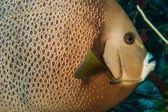 Venezuela - Séjour plongée Los Roques