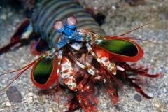 Indonésie - Séjour Bali Padang Bay & Pemuteran